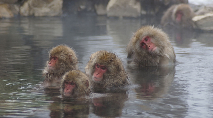 Парк снежных обезьян в Нагано (English)