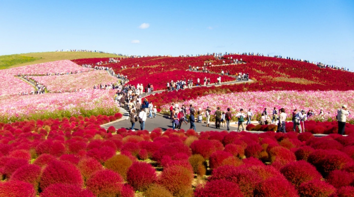 Осенний фестиваль цветов в приморском парке Хитати (English)