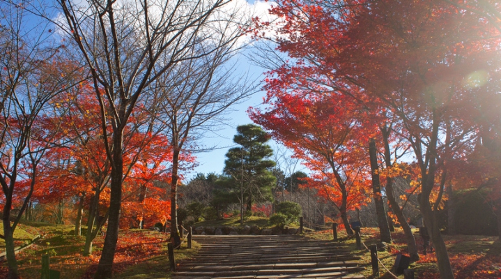 Любование осенними листьями в Киото