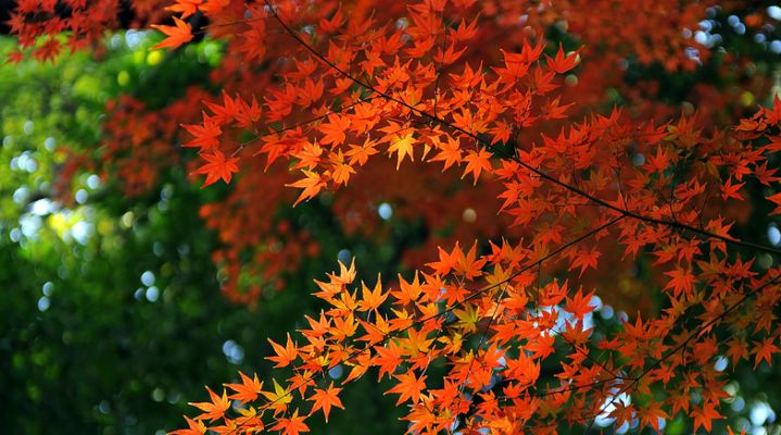 Осенний тур «Большое путешествие + гора Фудзи» 2024
