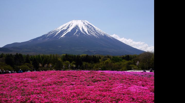 Райский тур на глицинии по Японии 2024